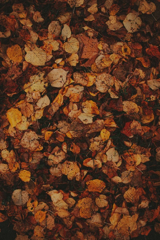 a mixture of leaves and nches that are orange yellow red and brown