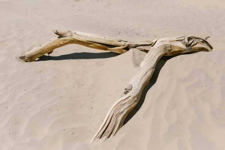 a driftwood in the sand has grown into a nch