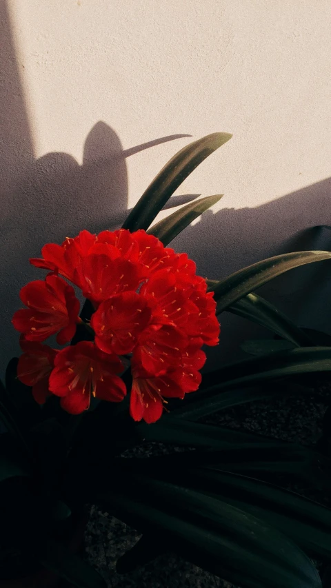 a close up of a flower on the ground