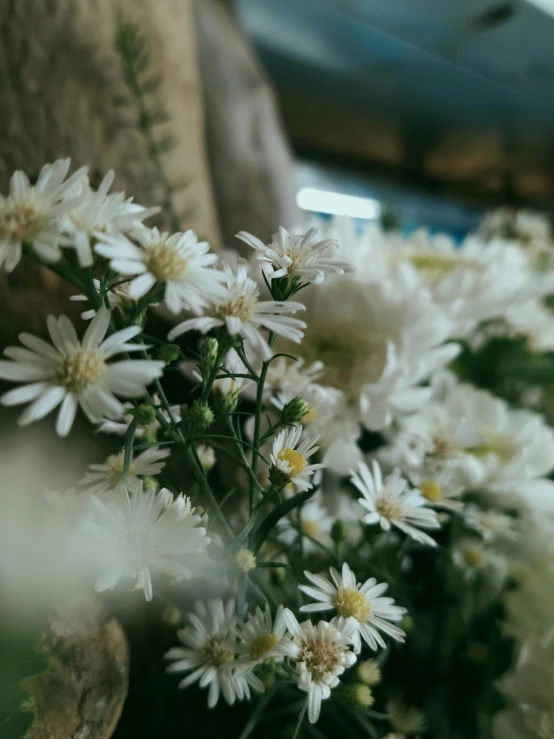 close up of white flowers in vase in room