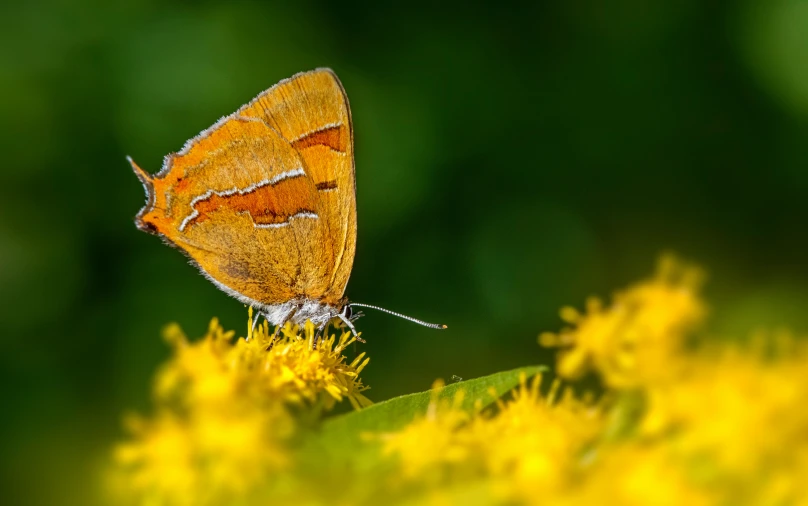 a small erfly is sitting on a flower