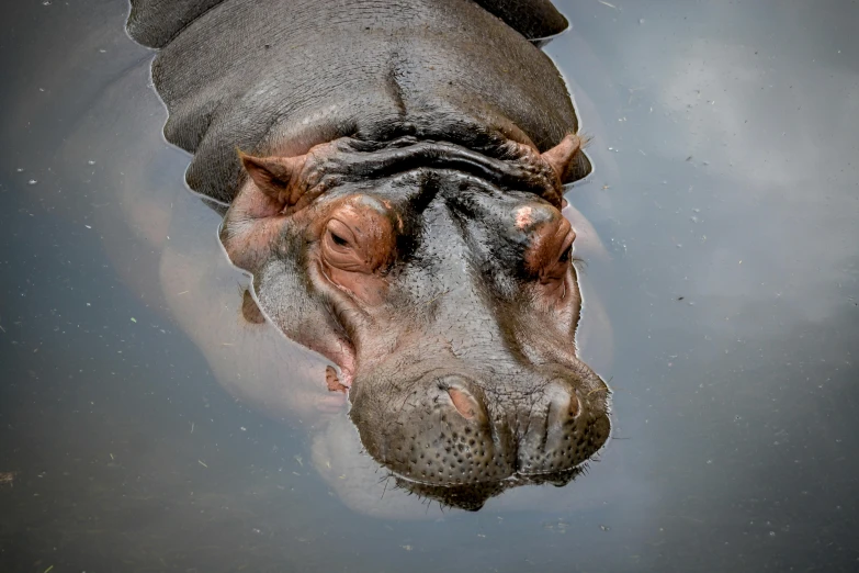 a very cute hippo swimming under some water