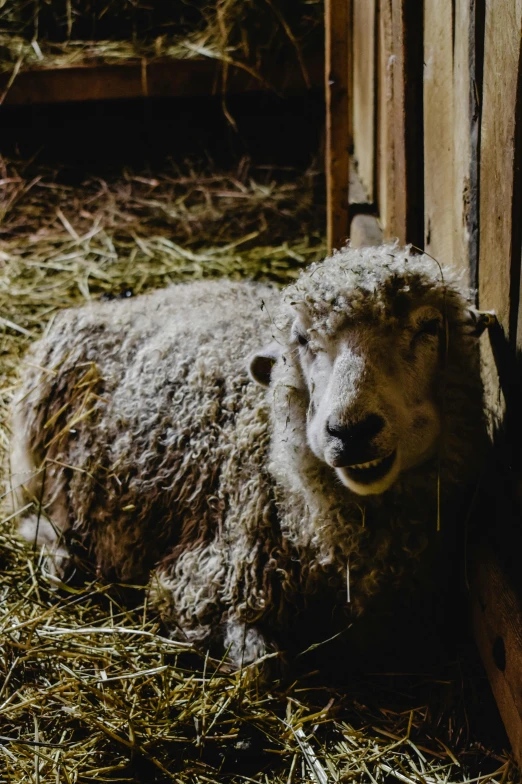 a lamb laying down in hay covered barn