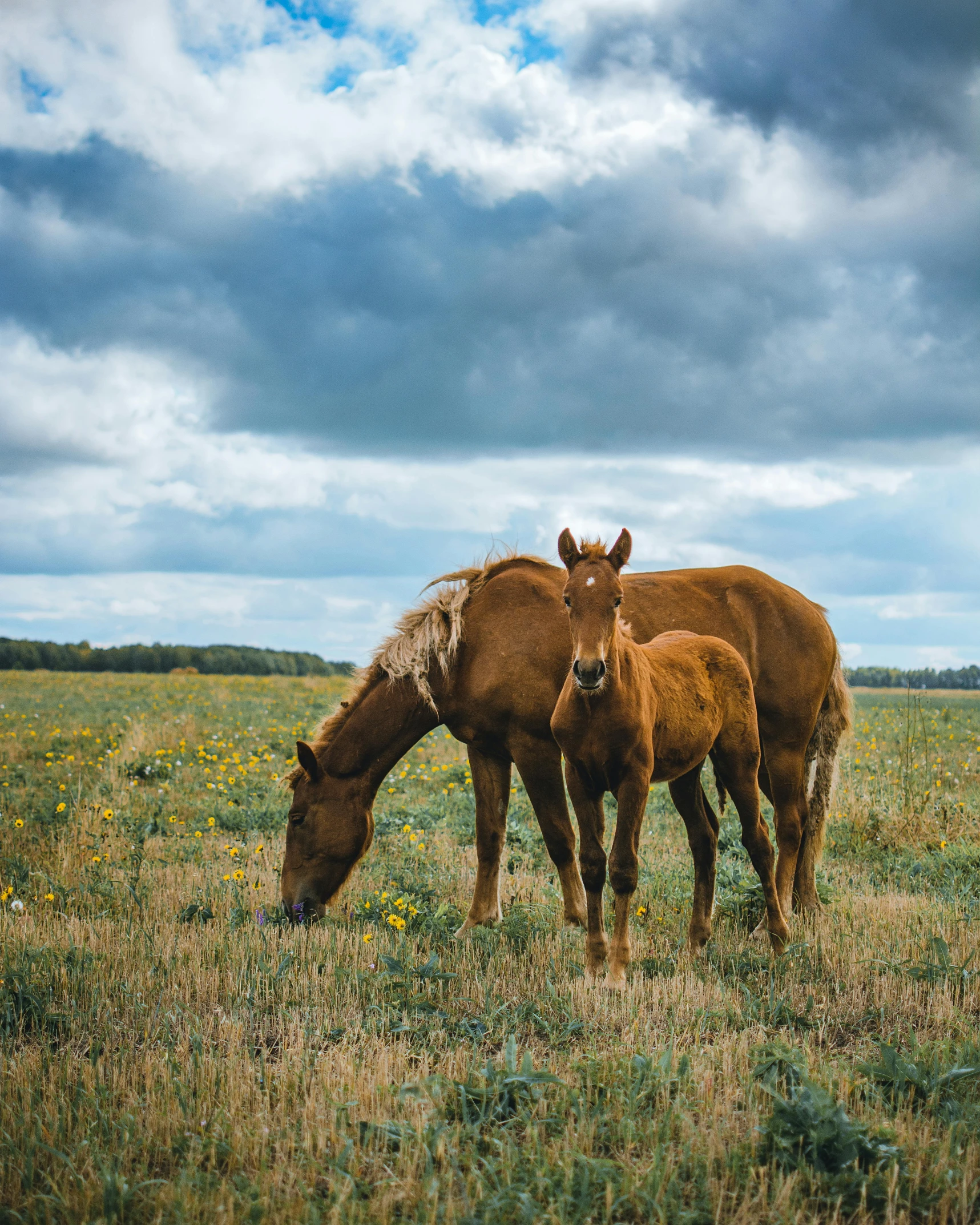 two horses grazing in an open field of green grass