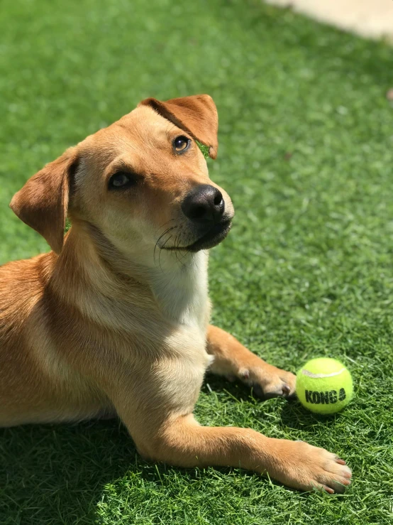 dog laying on the grass with a tennis ball