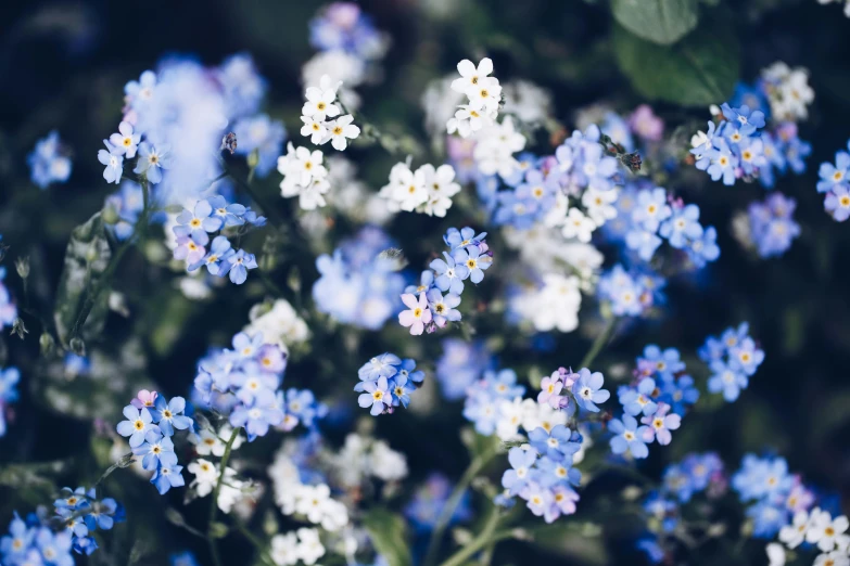 a bunch of blue and white flowers that are close together