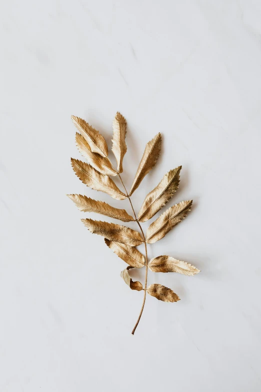 a plant on white and gold leaves