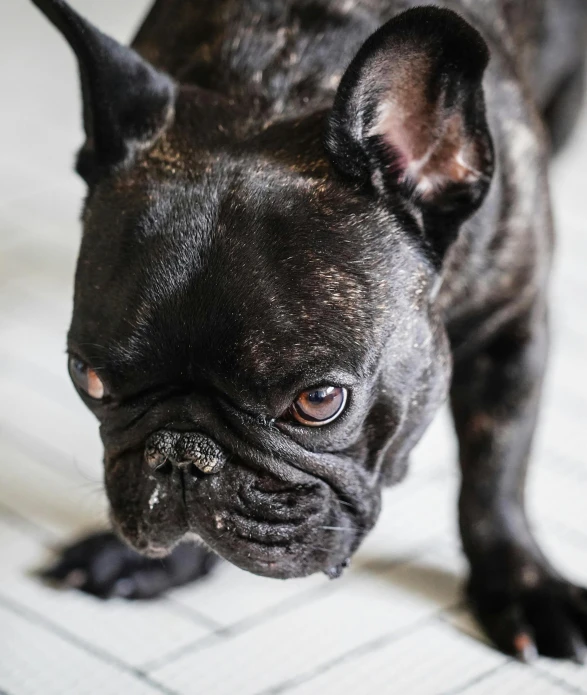 a black dog standing on top of a white bed