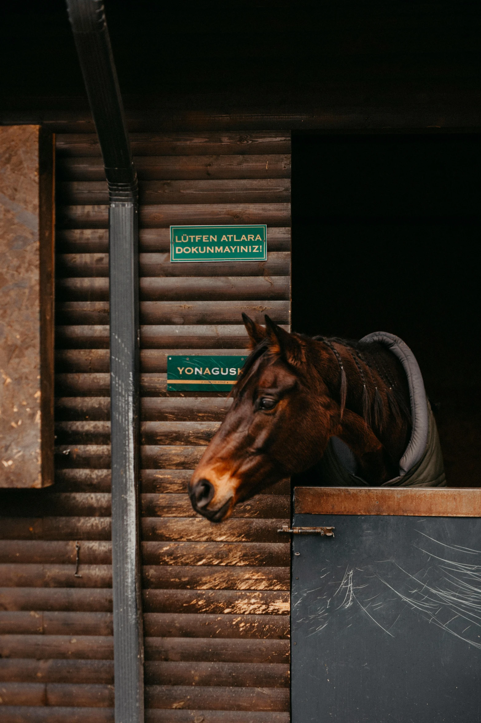 the brown horse is in his stall and waiting