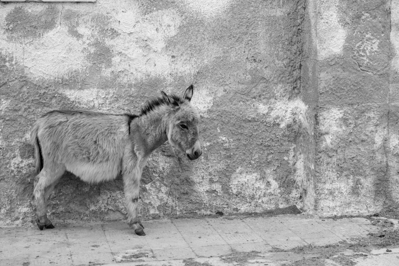 black and white pograph of small donkey next to wall