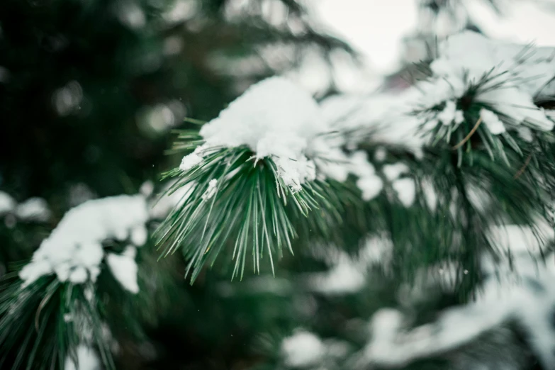 a pine tree has snow falling from it