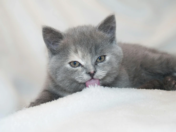 a cat licking its paw on top of white fur