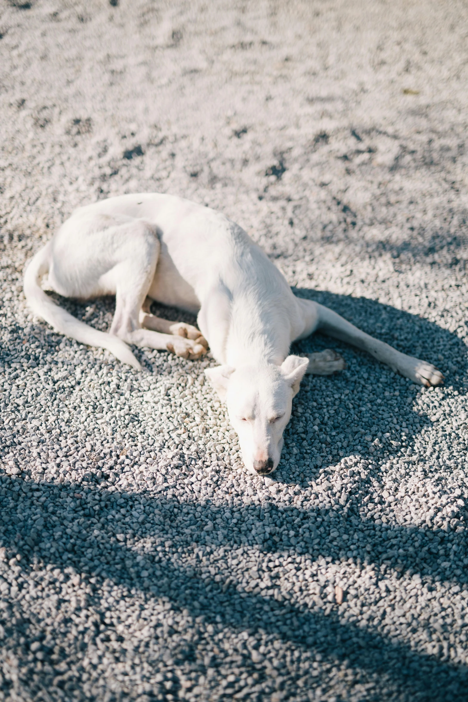a small white dog laying on the sand