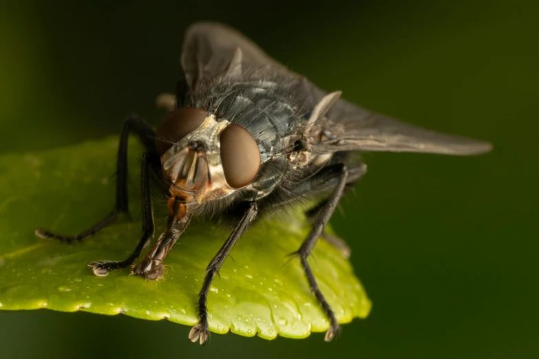 a close up of a fly resting on a green leaf