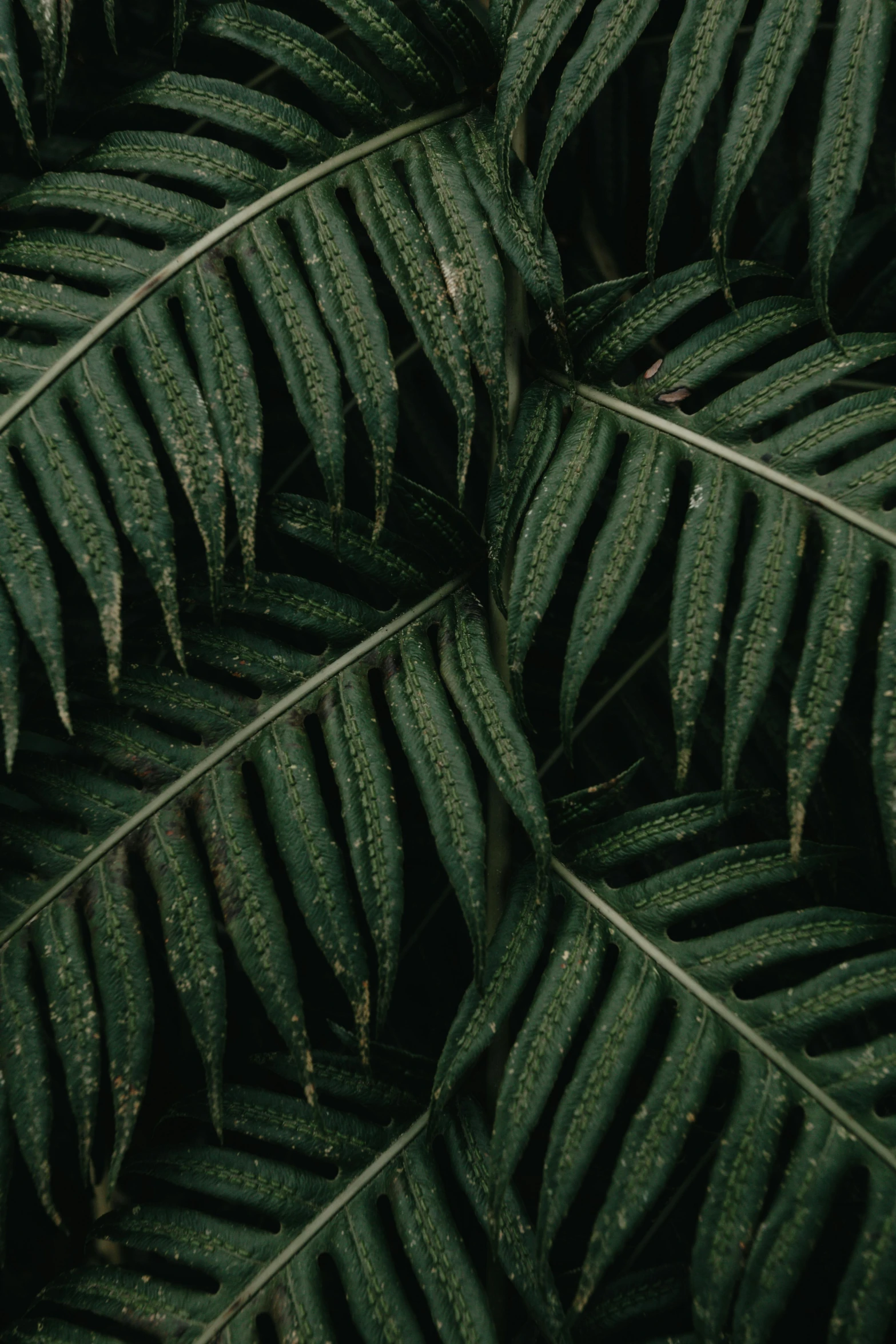 an image of some leaves in a group