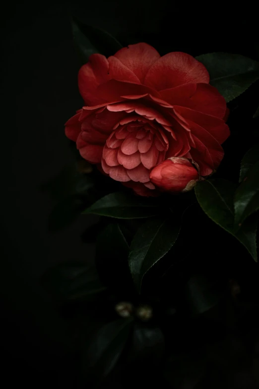 a close - up of a red flower blooming on a nch