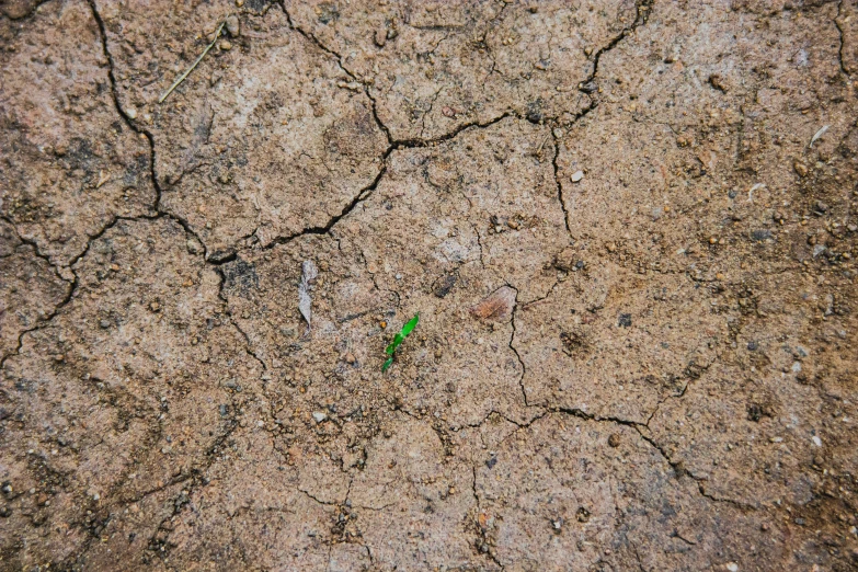 a plant on the side of a dirt road