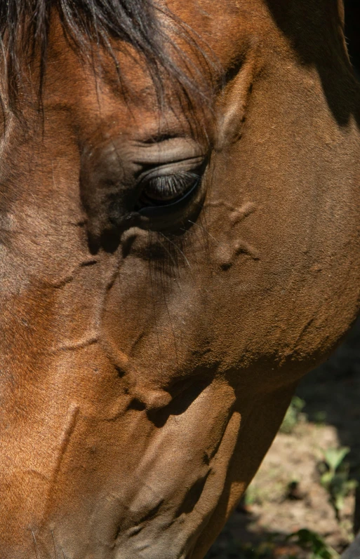 a close up view of a brown horse's eye