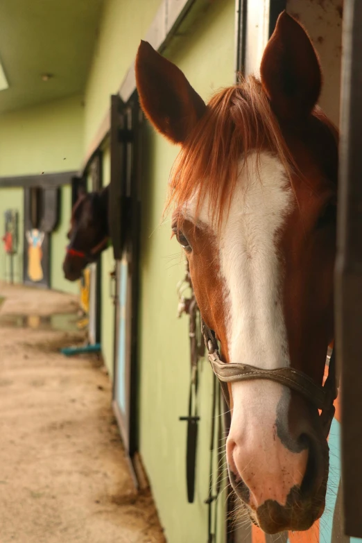 horse staring at camera through stable on sunny day