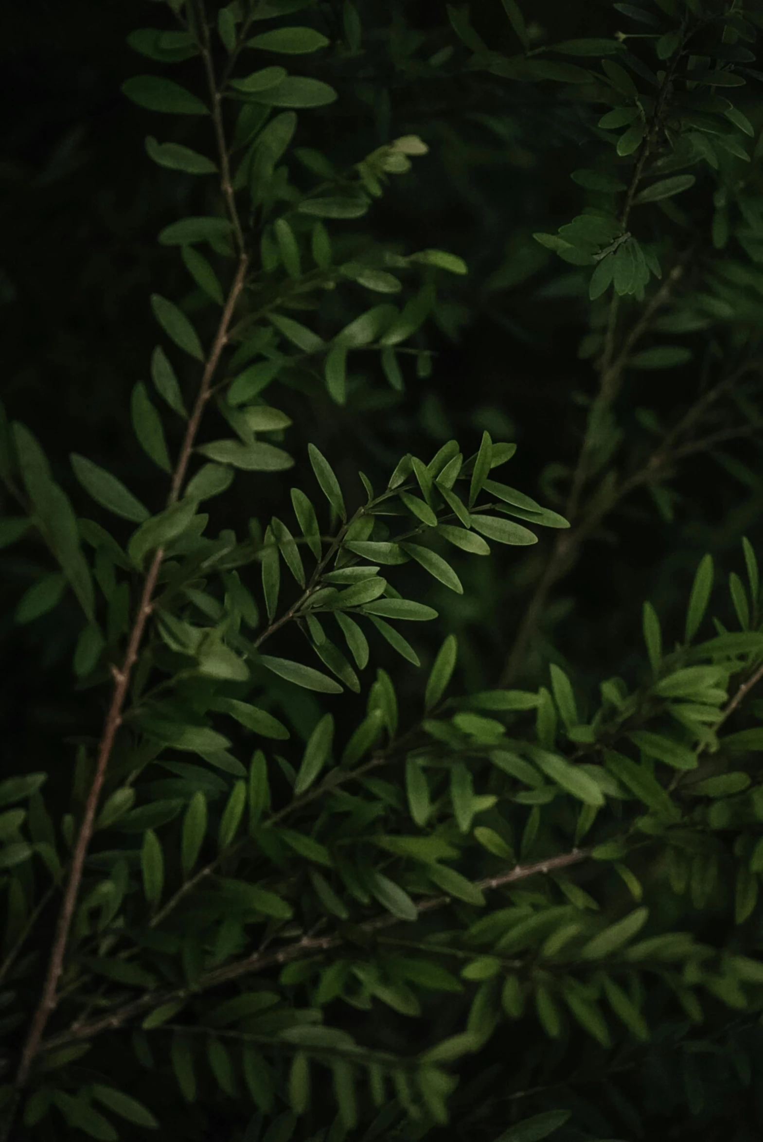 a blurry po of green leaves in the evening