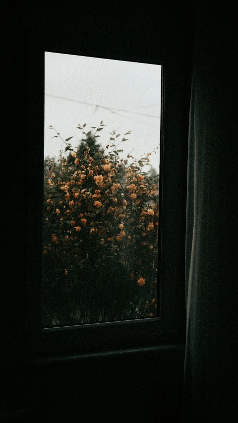 a window shows an orange tree through it