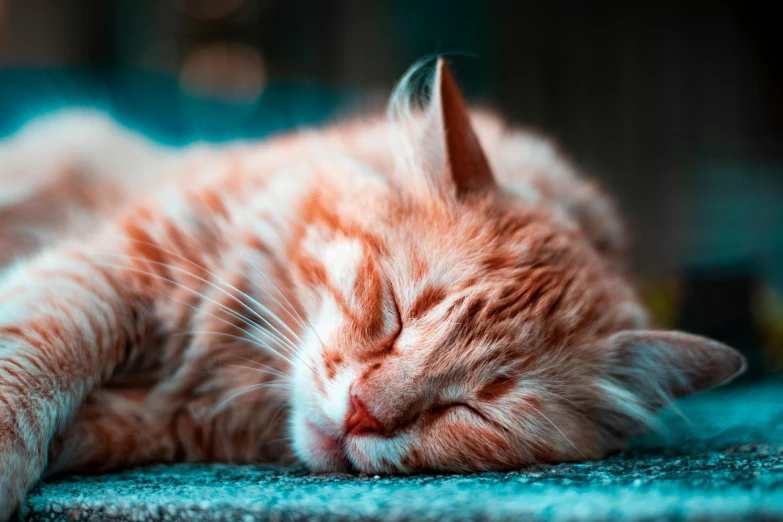 an orange cat sleeping on top of a blue carpet