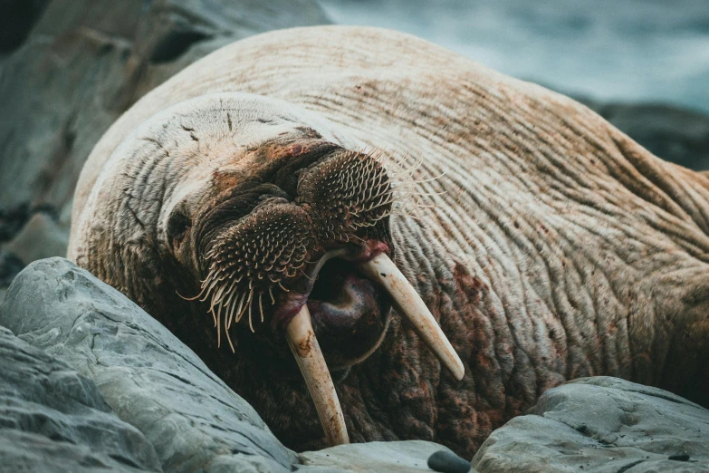 a walong laying on a pile of rocks