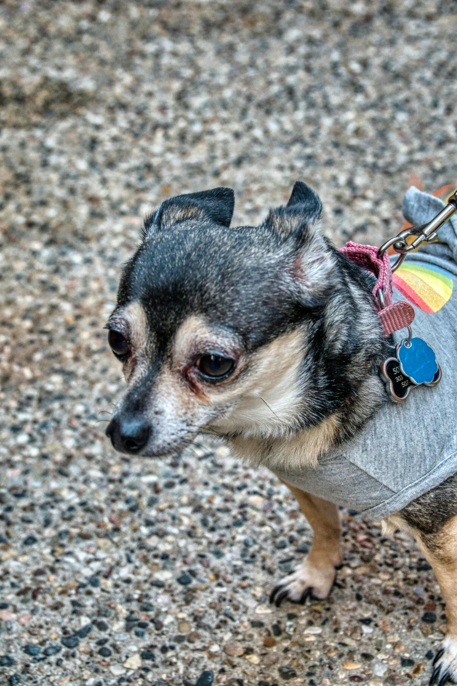 a small dog is wearing a dog sweater