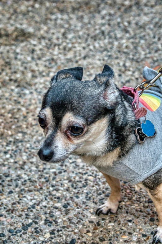 a small dog is wearing a dog sweater