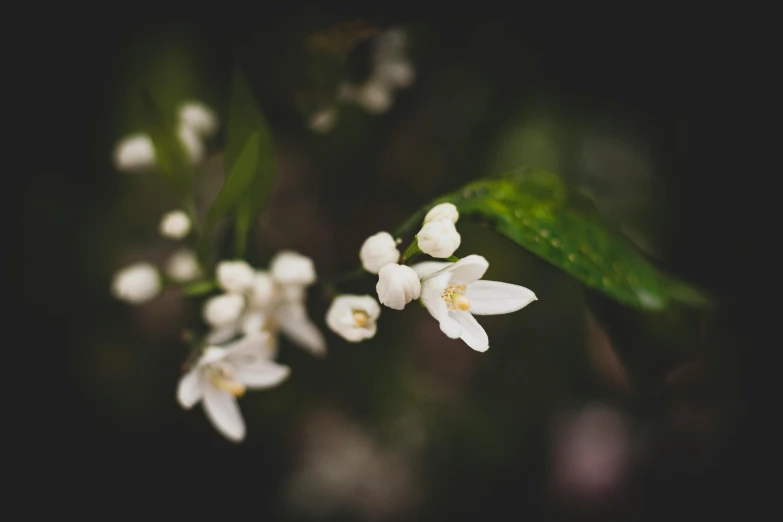 flowers are growing on the side of a tree