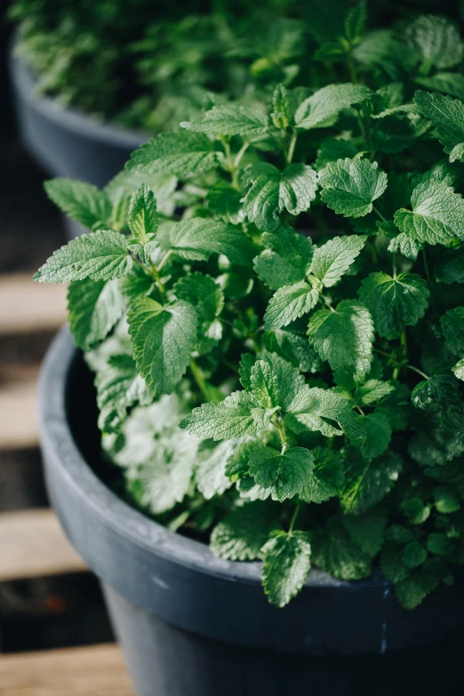 a couple of pots that are filled with plants