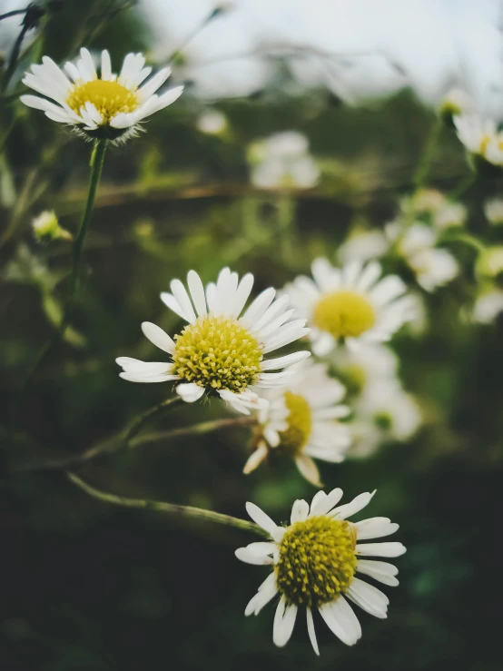 daisies and other wild flowers blooming in the grass