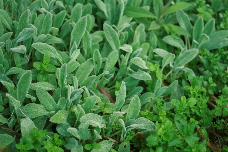 some very pretty looking green plants with some leaves