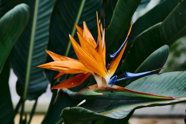 an orange flower with blue stamen and green leaves