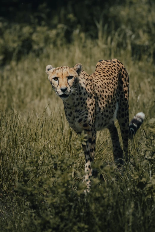 a cheetah walks through the tall grass