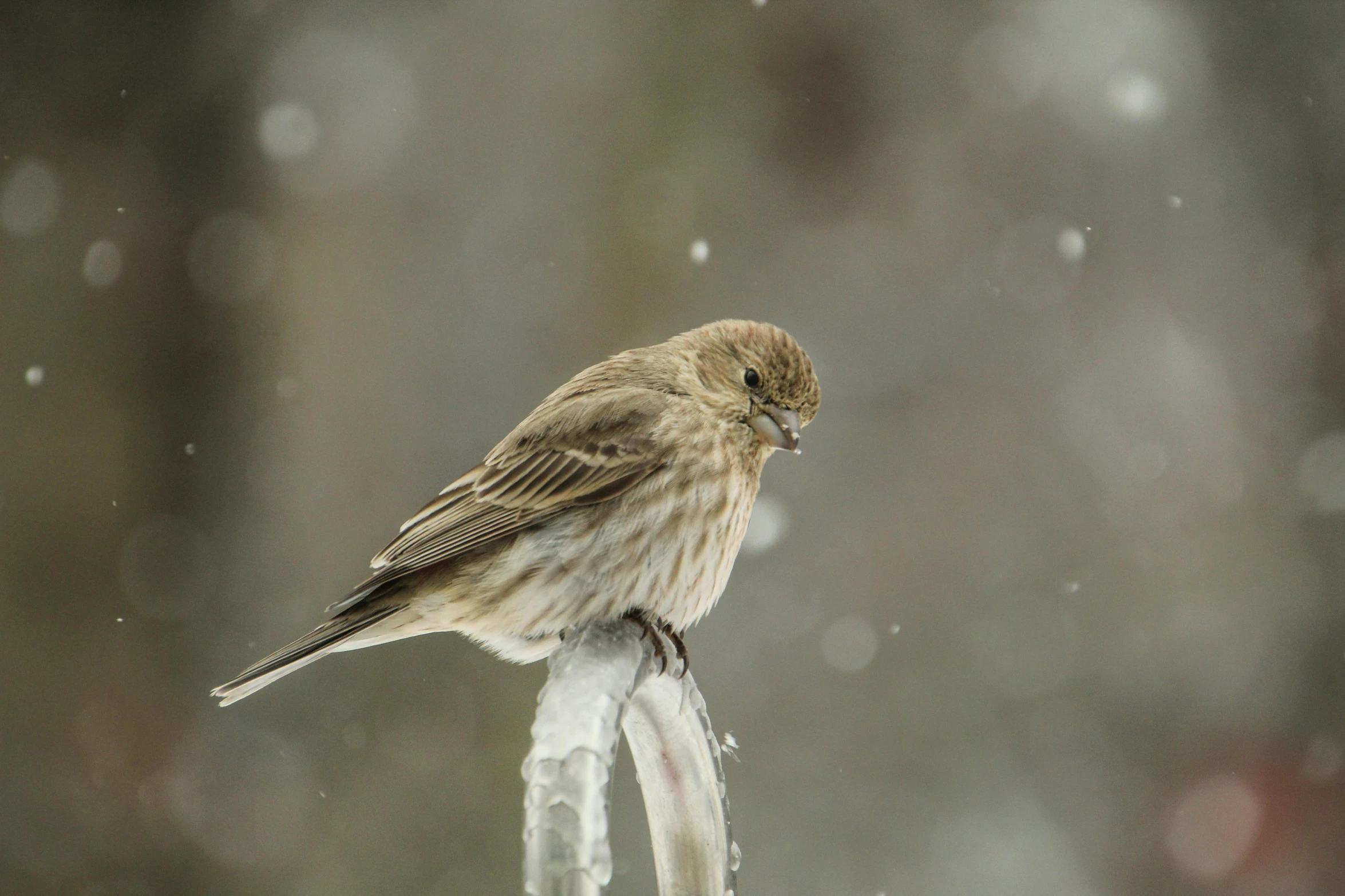 a small brown bird perched on the tip of a pole