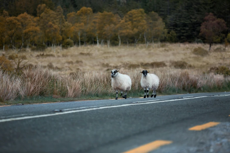 two sheep standing by the side of a road