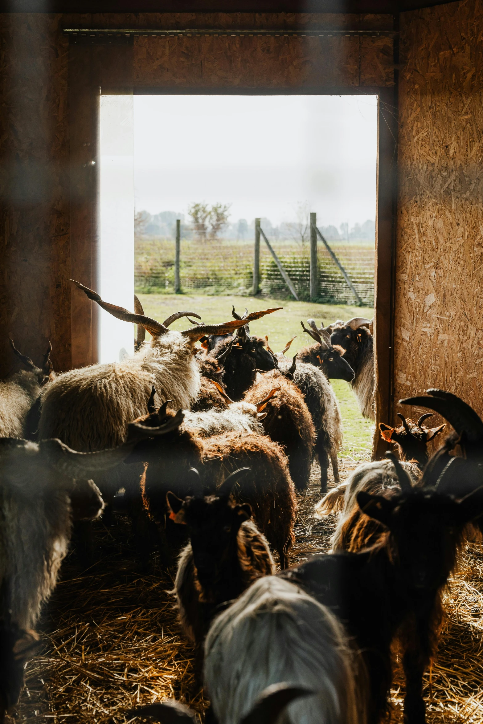 many sheep are in the pen in the morning