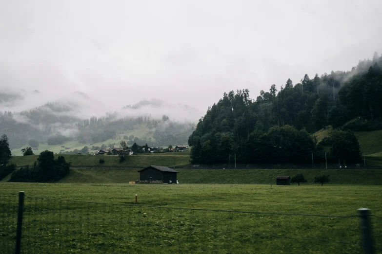 a herd of cattle standing on top of a lush green field