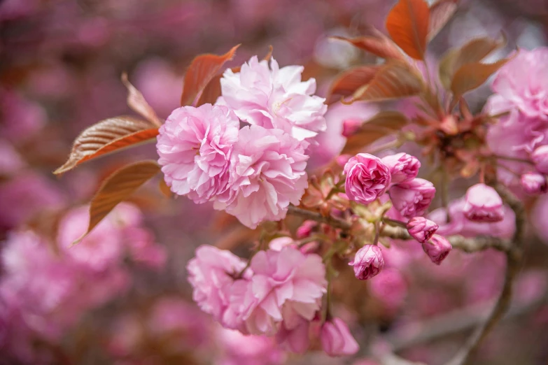 pink flowers blooming in a tree full of purple leaves