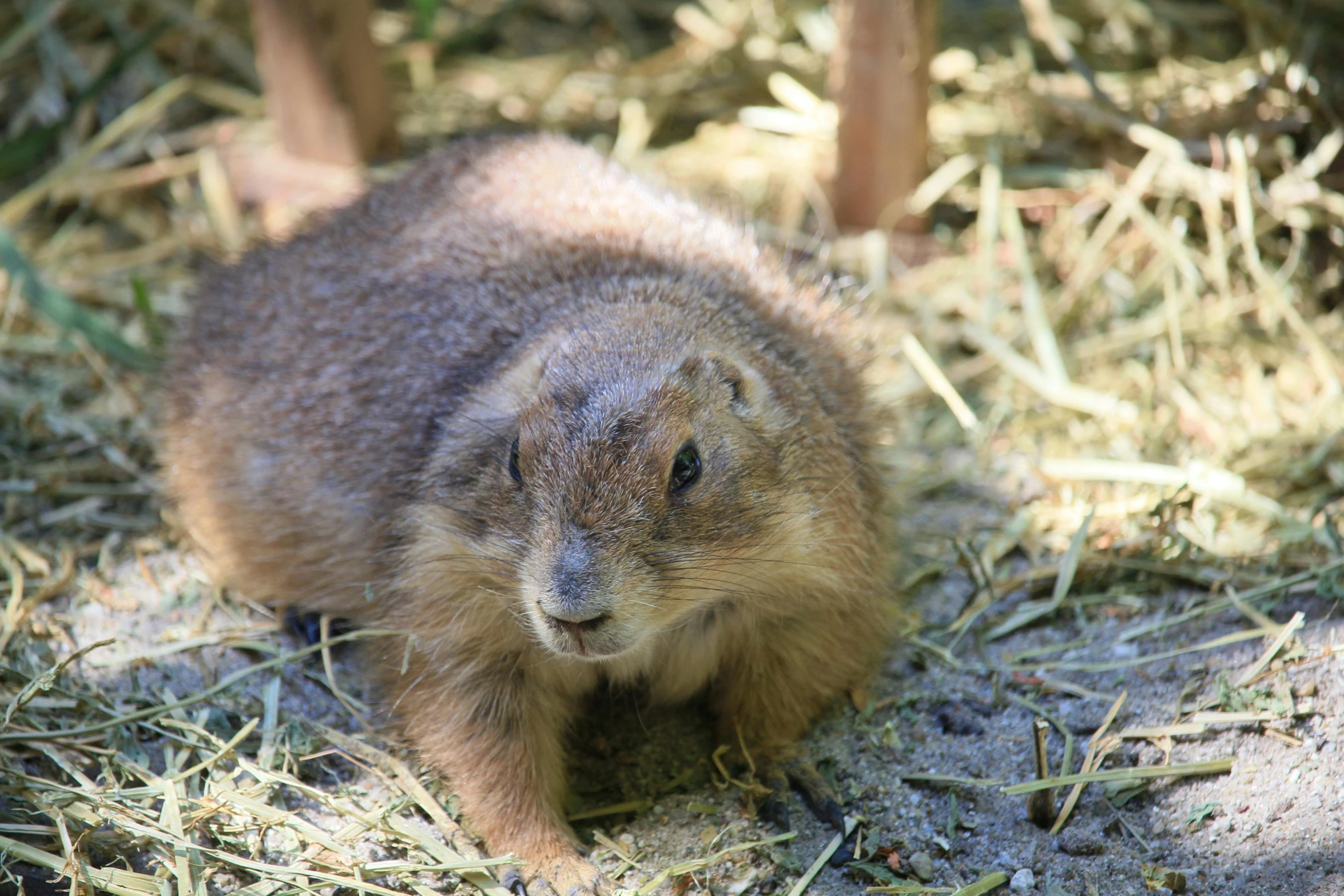 small furry animal sitting in the middle of the floor