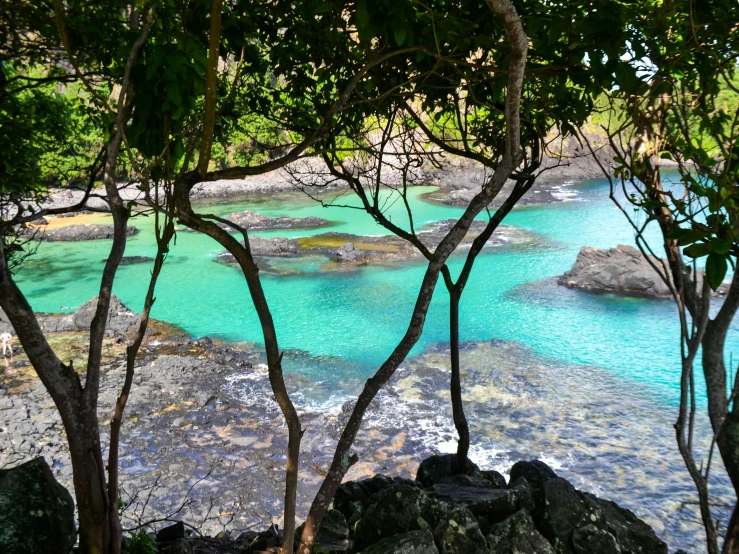 blue water on the shore with green trees around