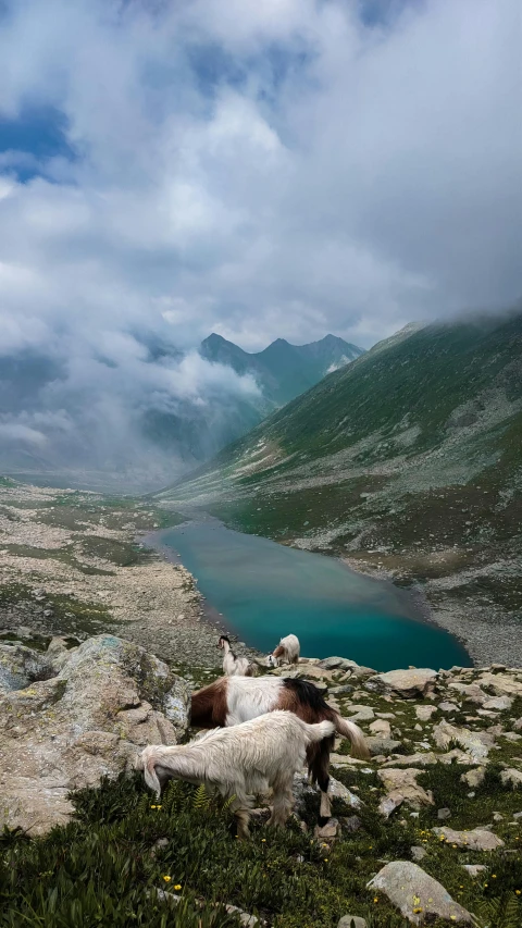 two cows in the middle of a mountain