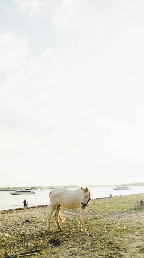 a cow walks in the grass beside a body of water