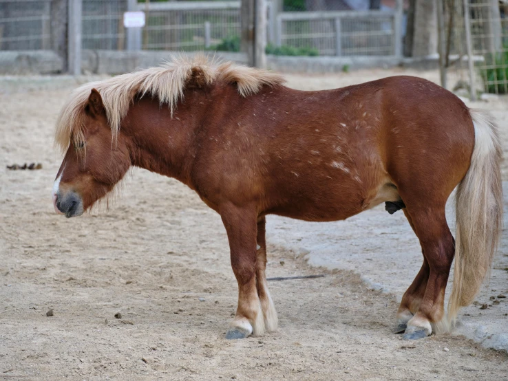 a brown and white horse in a pen on a farm