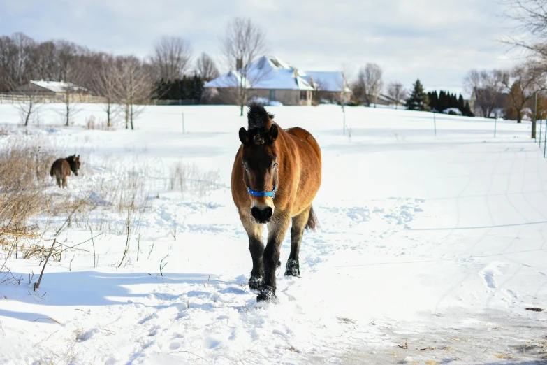 horse walking in snow on a snowy field