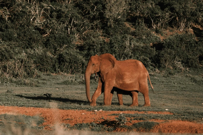 an elephant standing on the grass next to trees