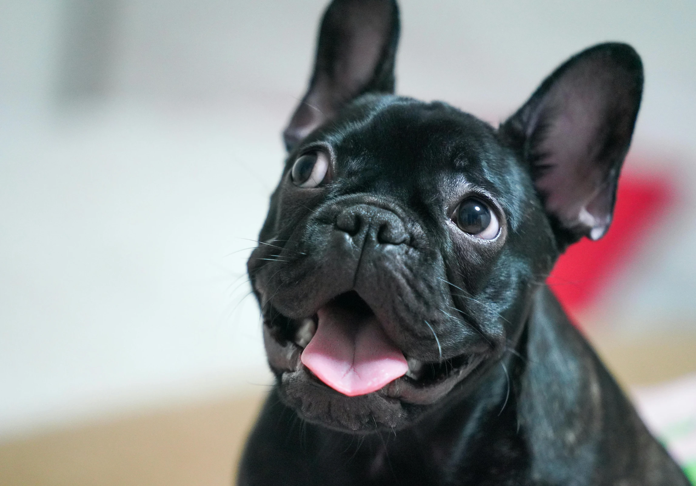 a black dog is making a funny face with it's tongue out