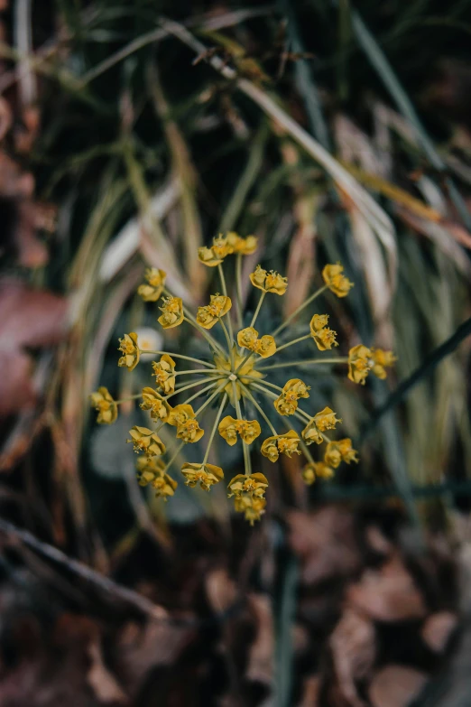 small flower in the center of some green plants