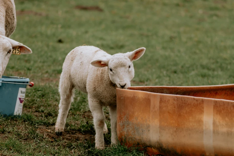 an adult sheep drinking from a trough in the grass